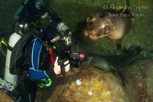 Sea Lion and Divers, La Paz Mexico
 by Alejandro Topete 